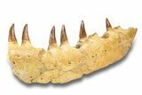Mosasaur (Eremiasaurus?) Jaw with Six Teeth - Morocco #270872-5